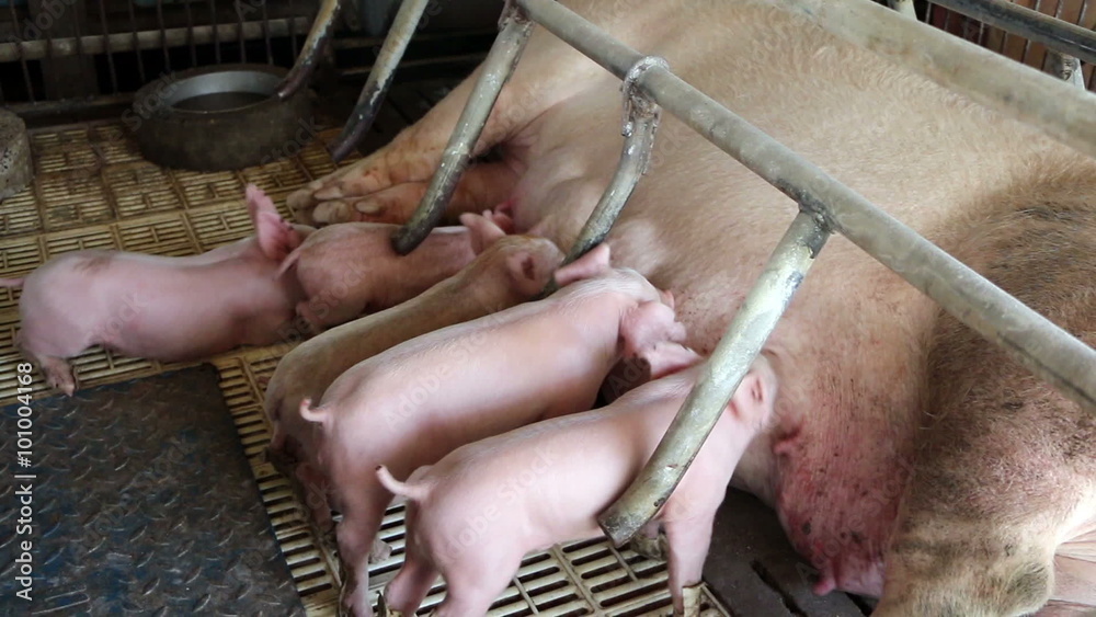 newborn piglets fighting to suckle the sow's teats and get milk