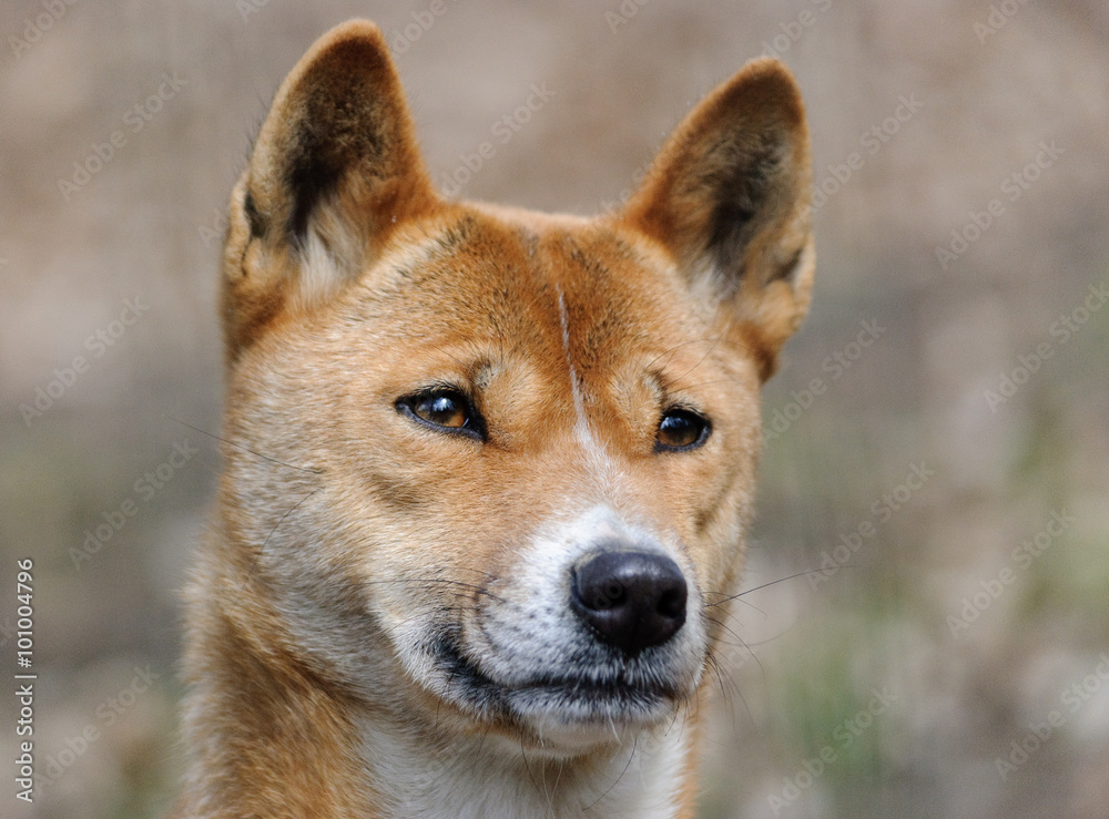 new guinea singing dog close up portrait