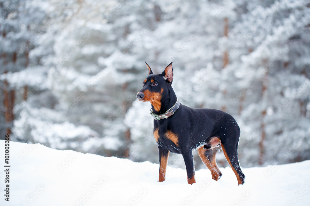 German Pinscher German Pinscher