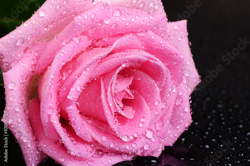 Pink rose  as a background