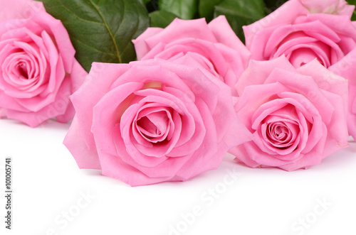 Pink rose on a white background