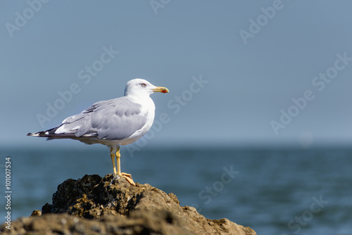 Gull on the rocks