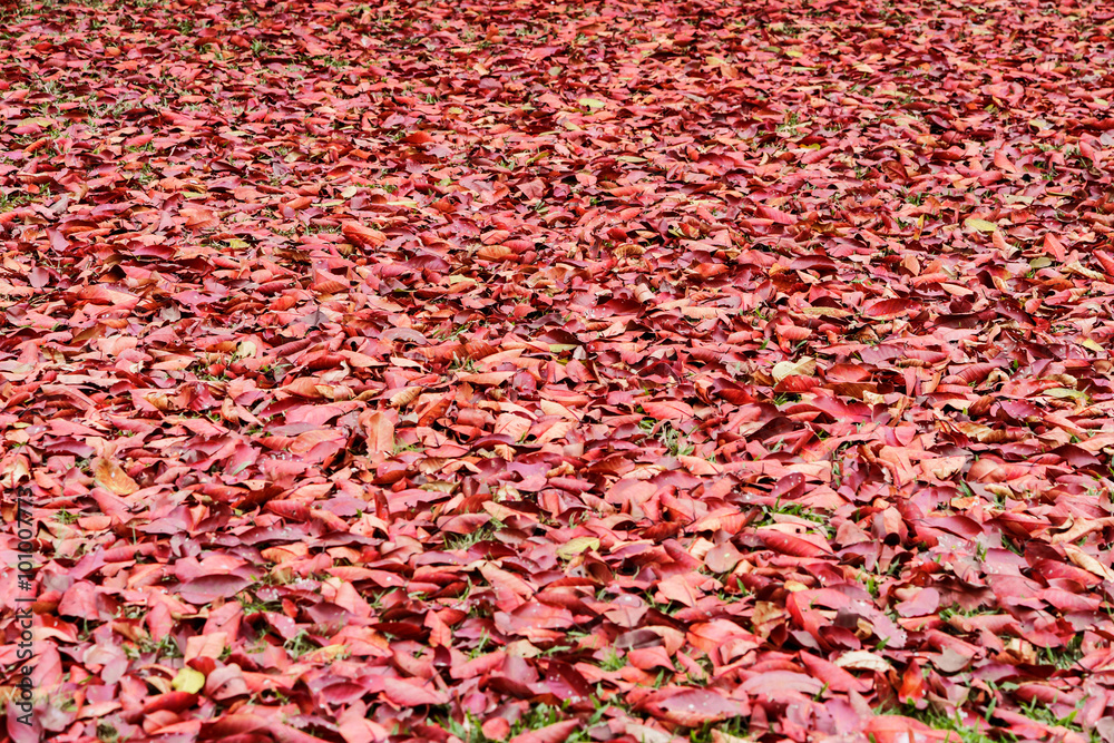A lot of red dry leaves lying on the ground A lot of red dry leaves lying on the ground