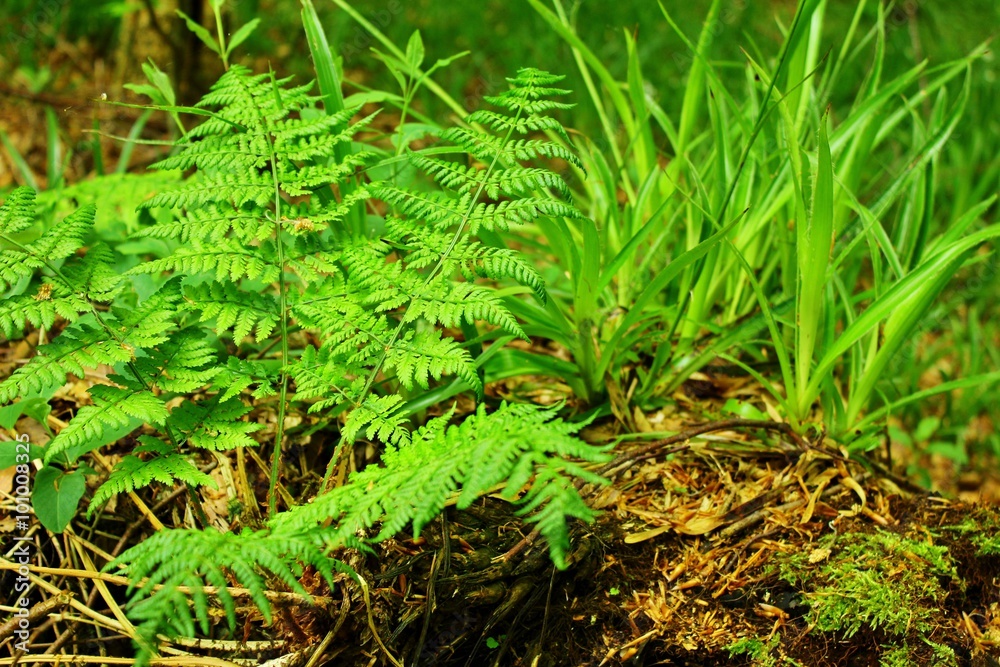 Woodland floor with fern Woodland floor with fern