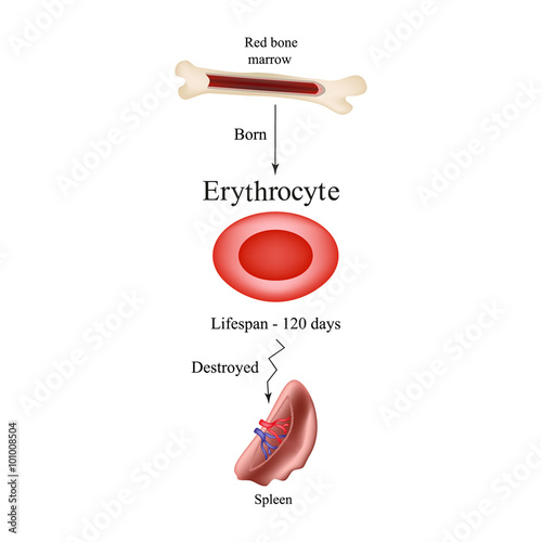 Limbo erythrocytes in bone marrow. The withering away of red blood cells in the spleen. The life of a red blood cell. 