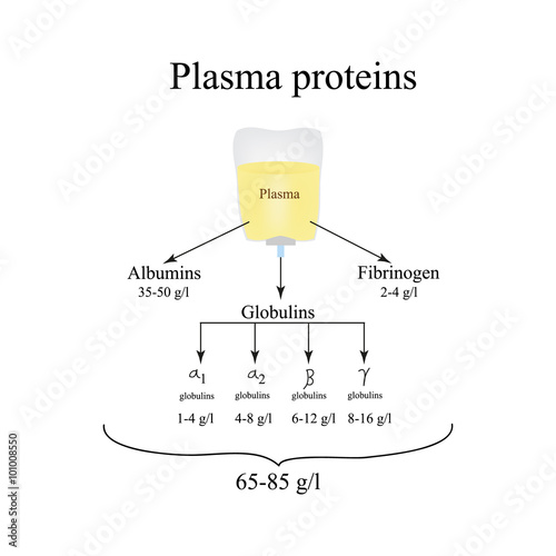 Plasma proteins. Albumin. Fibrinogen. Globulin. Infographics. Vector illustration