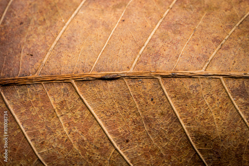 Obraz Tekstura suszonych liści