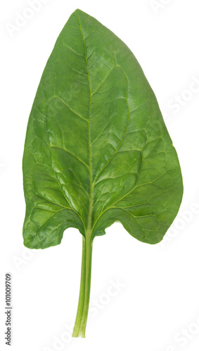 Fresh spinach leaf