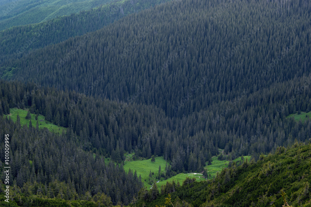 Carpathian forests