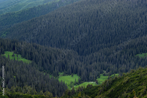 Carpathian forests