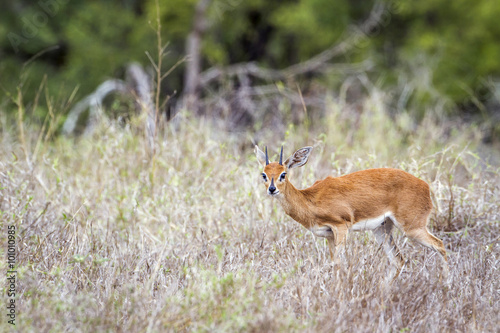 Steenbok in Kruger National park, South Africa