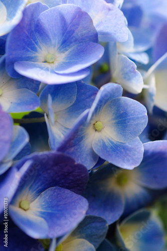 紫陽花