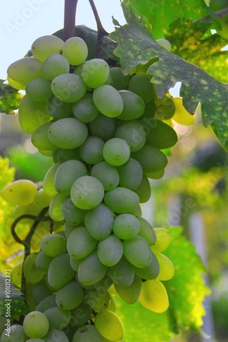 Bunch of grapes on a branch photo