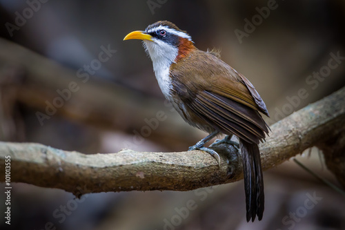 White-browed Scimitar Babbler ( Pomatorhinus schisticeps ) on the wood  photo
