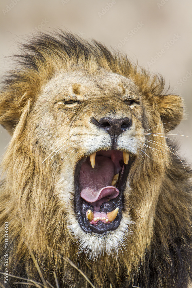 Lion in Kruger National park, South Afric