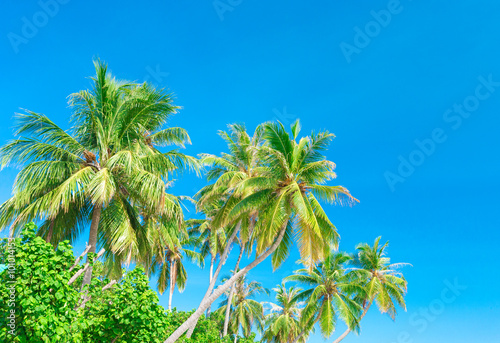 Palm tree on the sky