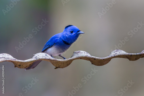 Male Black-naped Monarch (Hypothymis azurea) in real nature 