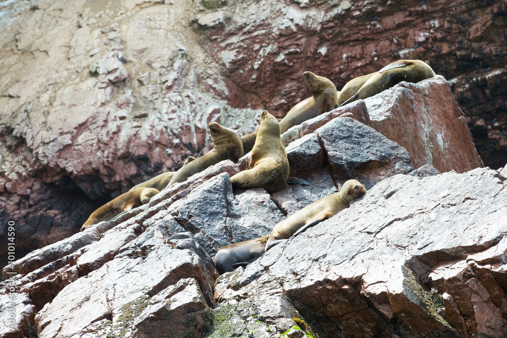 Naklejka premium Sea lions fighting for a rock in the peruvian coast at Ballestas