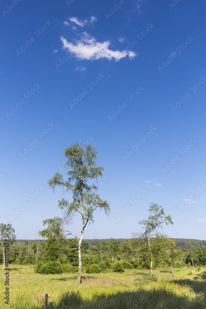 Birches And Green Landscape In The High Fens, Belgium Birches And Green Landscape In The High Fens, Belgium