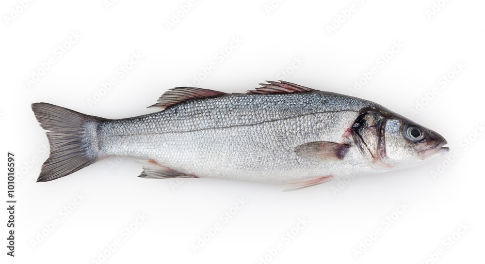 Seabass isolated on white background with clipping path Seabass isolated on white background with clipping path