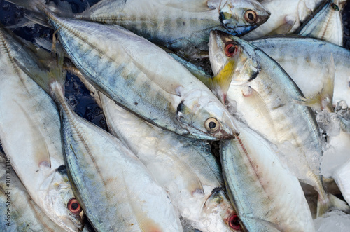 Fresh mackerel fish on ice on the market