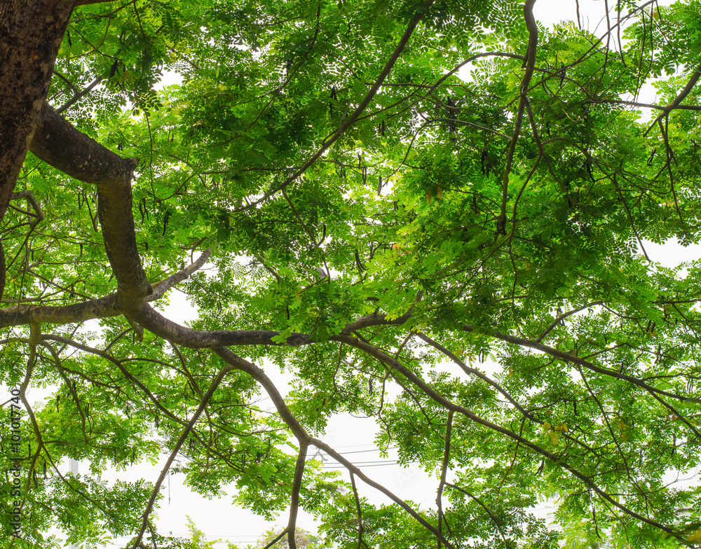 Fototapeta premium Branches with green leaves