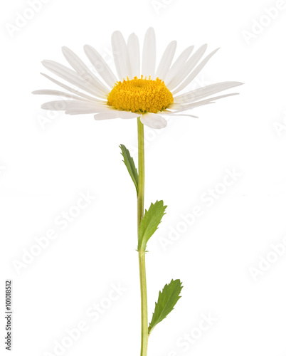 Fototapeta Naklejka Na Ścianę i Meble -  White daisy