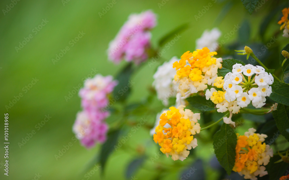 Many flowers in the garden of colorful flowers. Many flowers in the garden of colorful flowers.