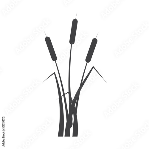 bulrush black simple icon on white background for web