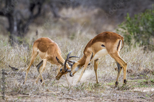Impala in Kruger National park, South Africa
