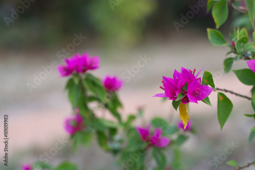 Bougainvillea flowers