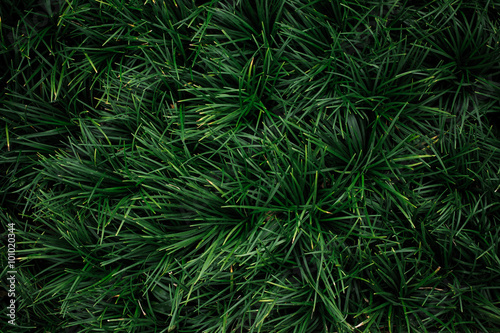 Reliable 'Grass Type' Ground Covers - Ophiopogon texture