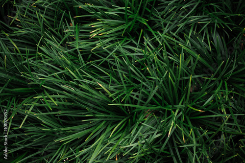 Reliable  Grass Type  Ground Covers - Ophiopogon texture