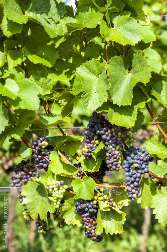 unripe blue grapes in vineyard, Lower Austria, Austria