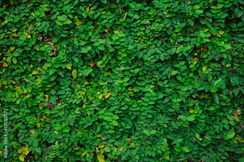 Green leaves on wall background