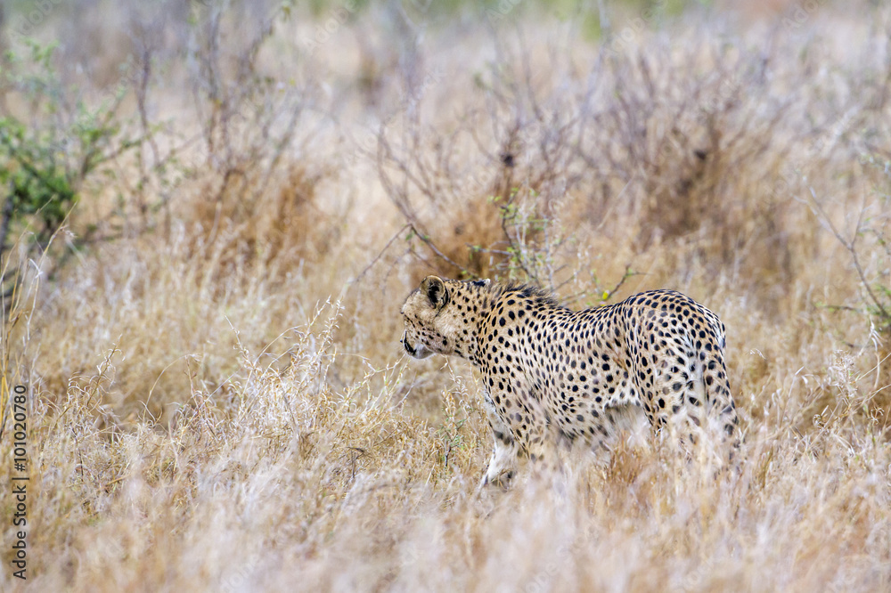 Naklejka premium Cheetah in Kruger National park
