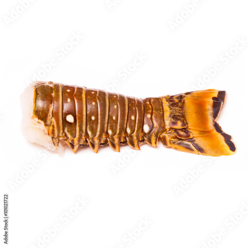 Raw Caribbean rock lobster tail isolated on a white studio background.