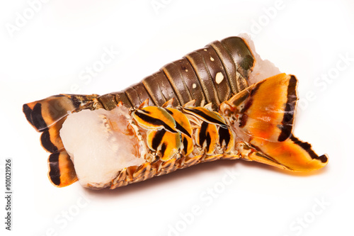 Raw Caribbean rock lobster tails isolated on a white studio back