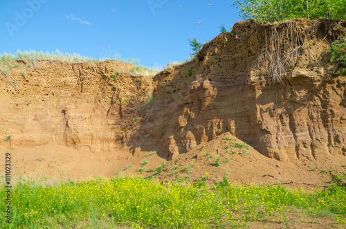 Settlement of swallows/ Steep wall of the old thrown sand quarry with nests of swallows.