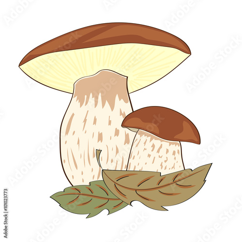 
Porcini mushrooms isolated on white. Vector illustration.