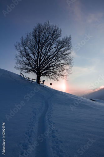 Baum, beschneites Feld und Sonnenaufgang © Patrick Daxenbichler