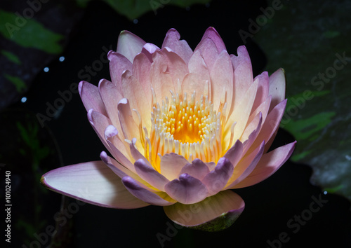 close up lotus