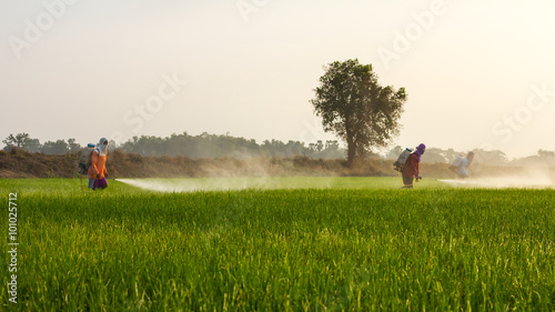 Rice farmers spraying.