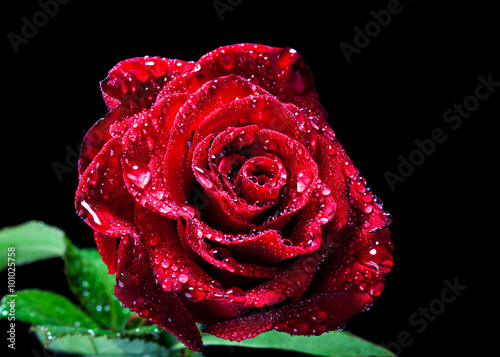 Fototapeta Naklejka Na Ścianę i Meble -  Red rose