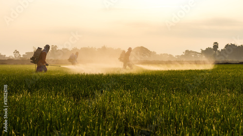 Rice farmers spraying.