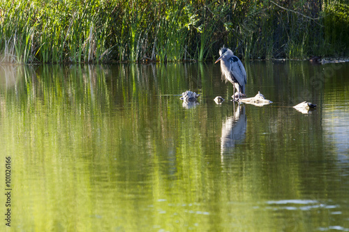 Large Heron Perched on a Rock in a Marsh