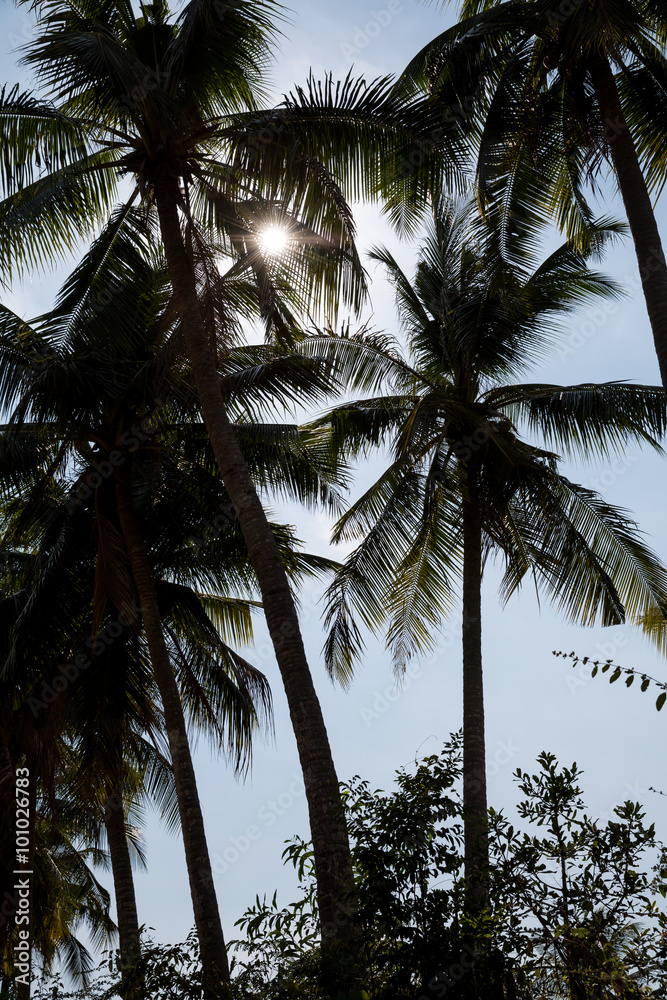 Palmen im Gegenlicht in Vietnam