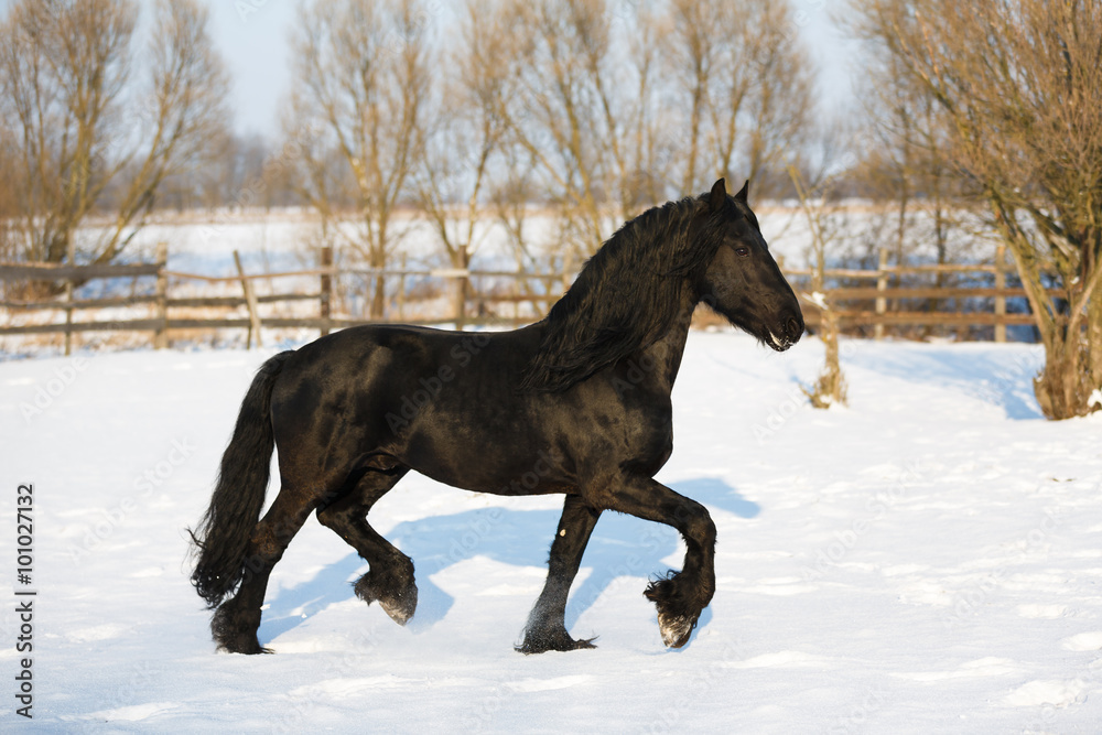 Black frisian horse in winter Black frisian horse in winter