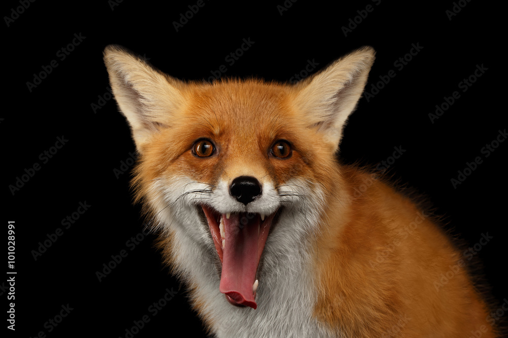 Closeup Portrait of Smiled Red Fox Isolated on black Closeup Portrait of Smiled Red Fox Isolated on black