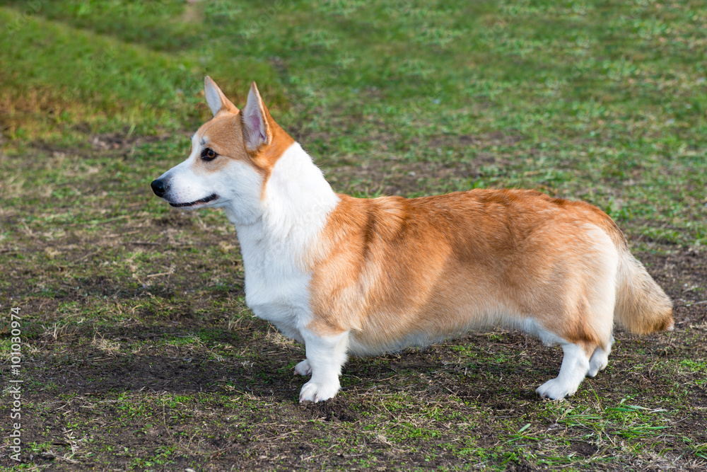 Cardigan Welsh corgi profile. Cardigan Welsh corgi is in the park. Cardigan Welsh corgi profile. Cardigan Welsh corgi is in the park.